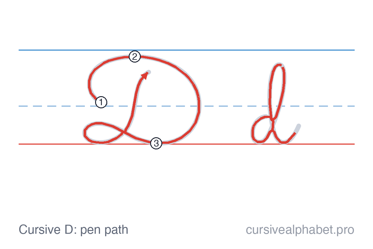 How to write cursive D: the pen path for uppercase D and lowercase d on ruled paper, with numbered steps on the capital D