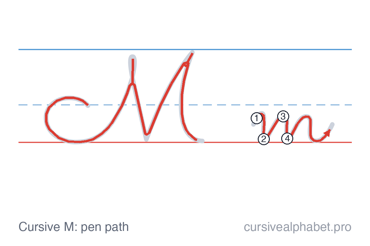 How to write cursive M: the pen path for uppercase M and lowercase m on ruled paper, with numbered steps on the lowercase m