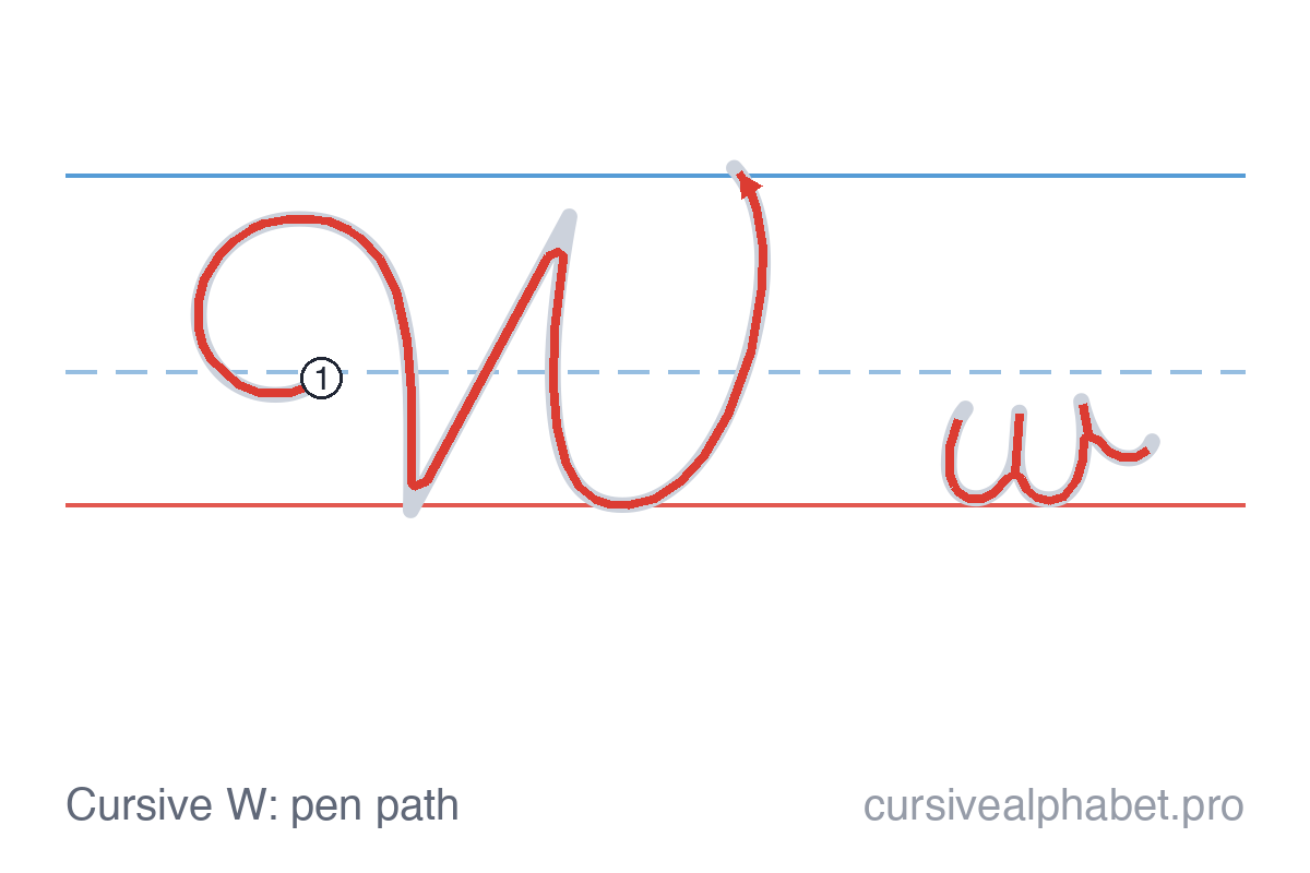 How to write cursive W: the pen path for uppercase W and lowercase w on ruled paper, with numbered steps on the capital W